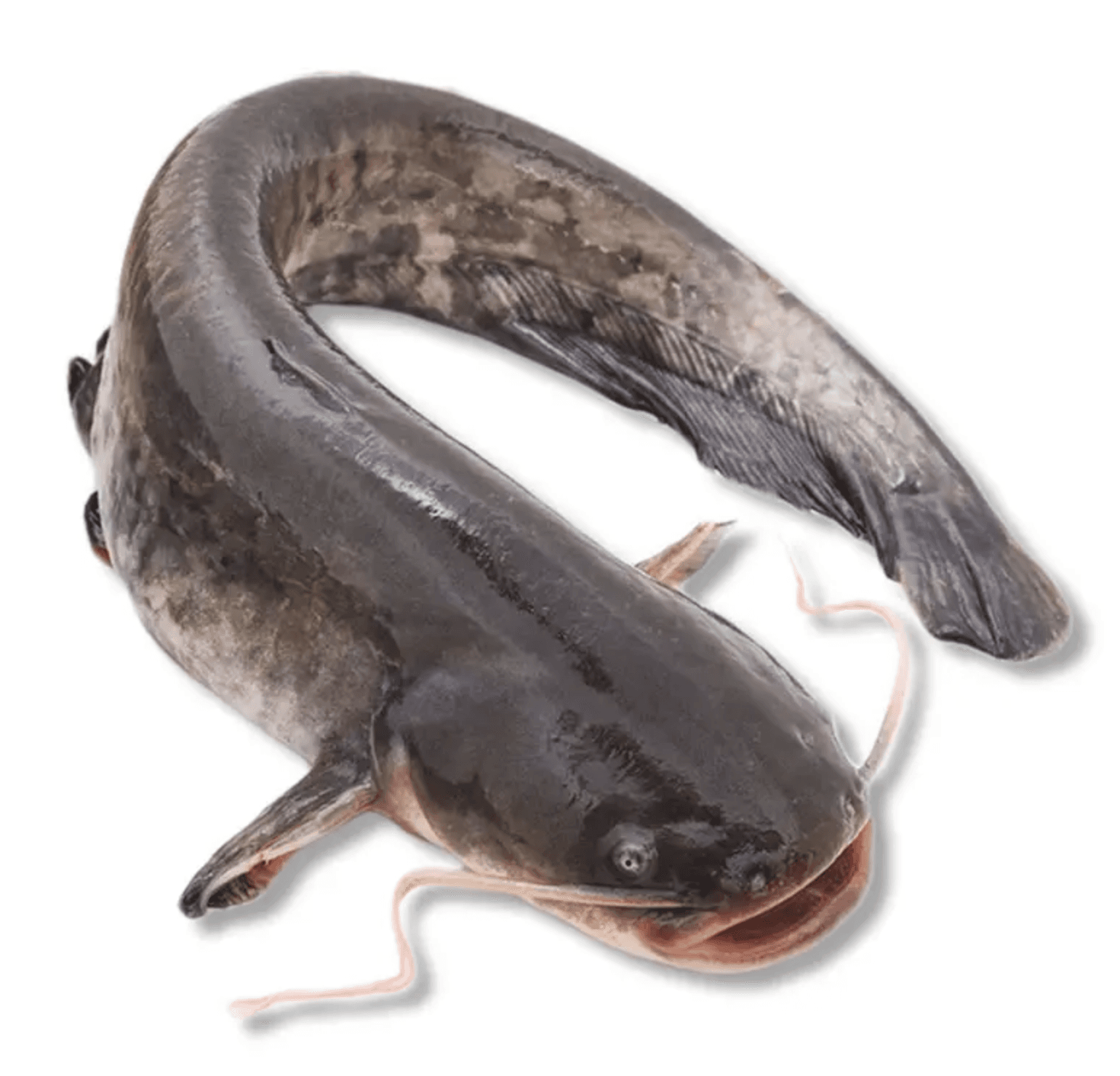 Catfish Whole